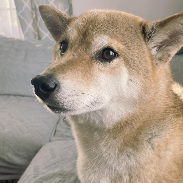 Tiki Shiba Inu
