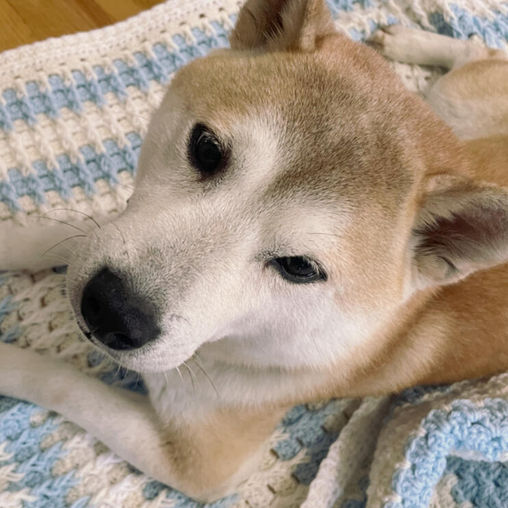Kobe Shiba Inu