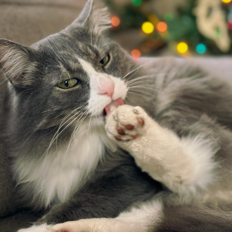 Apollo Long hair Cat