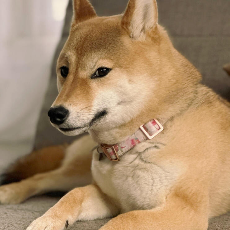 Mika Shiba Inu