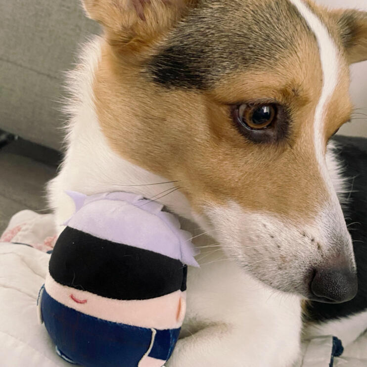 Eevee Tri-color Corgi