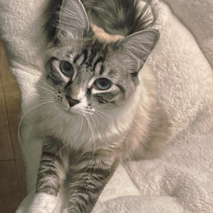 Anya Cat