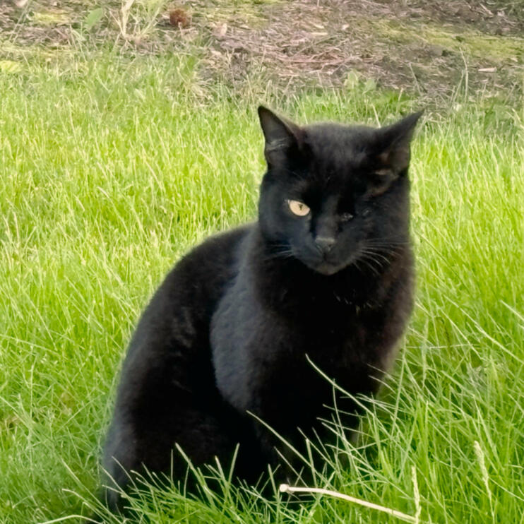 Black Short Hair Cat Achilles